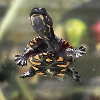 Frogs and Reptiles - Maximum Pet Supplies