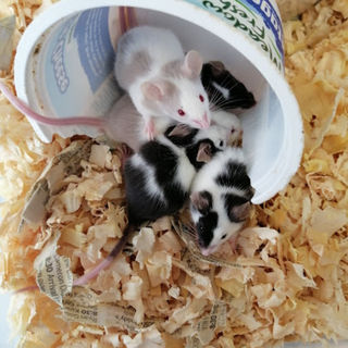 Live Animals - Maximum Pet Supplies