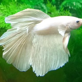 Fish - Maximum Pet Supplies