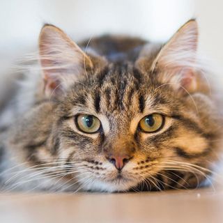 Cats - Maximum Pet Supplies