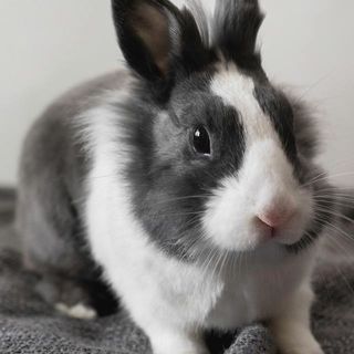 Small Animals- Maximum Pet Supplies