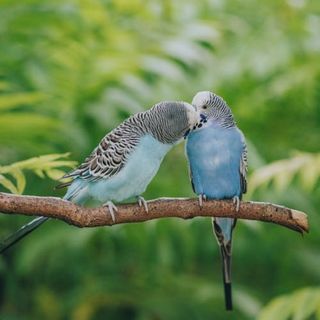 Birds - Maximum Pet Supplies