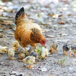 Chickens - Maximum Pet Supplies