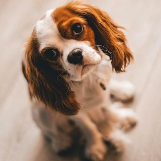 Dogs - Maximum Pet Supplies