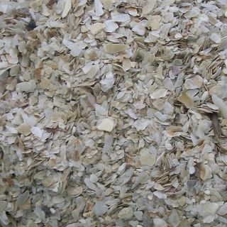 Oyster Shell Coarse Grit