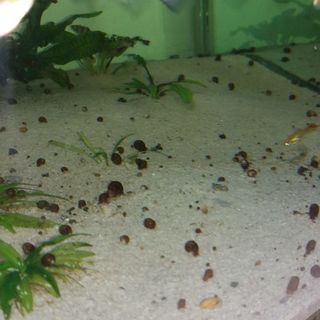 Ramshorn Snails 2-5mm x 50