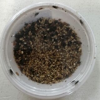 Blow Flies