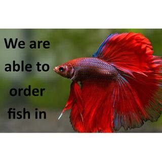 We Are Able To Order Fish In