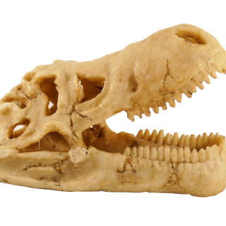 Small Dinosaur Skull