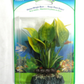 Plant Malay Cryp 12.7cm