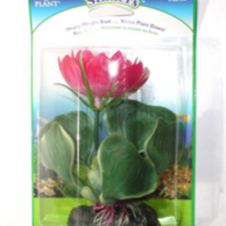 Plant White Water Hyacinth 12.7cm