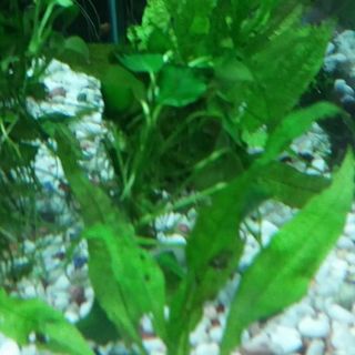 Java Fern