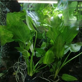 Marble Queen Sword