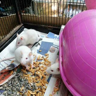 Baby Rats