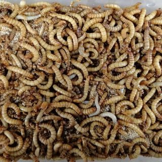 Live Mealworms
