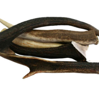 Deer Antler Loose