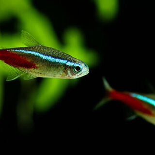 Neon Tetras