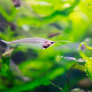 Glass CatFish