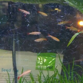 Sunset Minnow