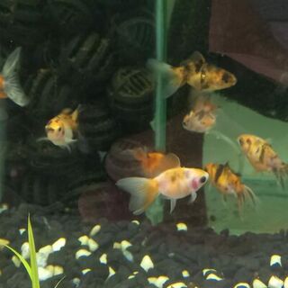 Calico Fantails