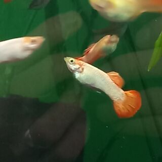 Pink Guppy - Male