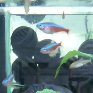 Cardinal Tetras