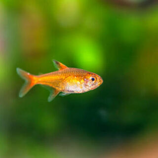 Ember Tetra