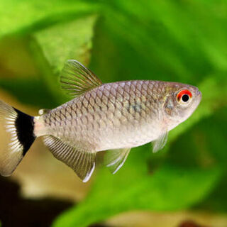 Red Eye Tetra