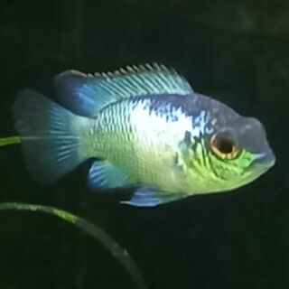 Electric Blue Arcara