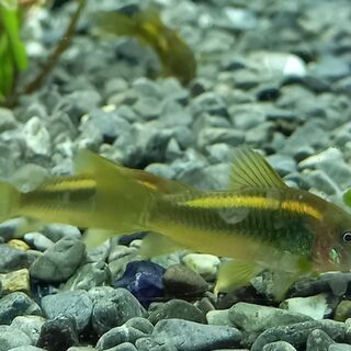 Gold Laser Cory