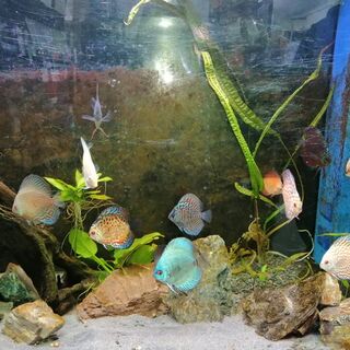 Discus