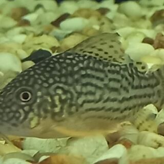 Sterbai Corys
