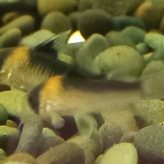Duplicate Corys