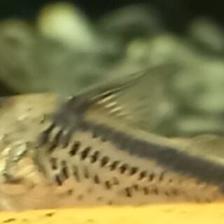 Loxozonus Corys