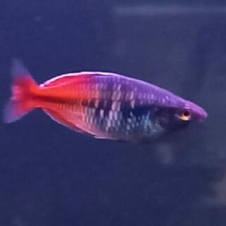 Boesemani Rainbow