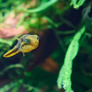 Pea Puffers