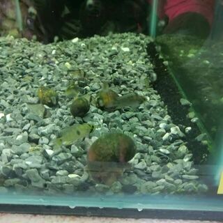 Apple Snail