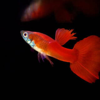 Full Red Albino Guppy Trio