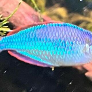 Dwarf Neon Rainbow