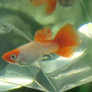 Koi Guppy Trio