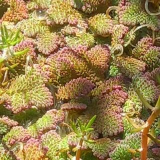 Red Azolla