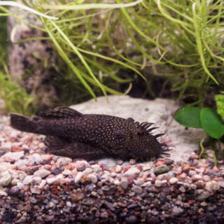 Bristlenose - Brown