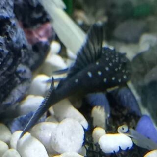 Blue Phantom Plecos