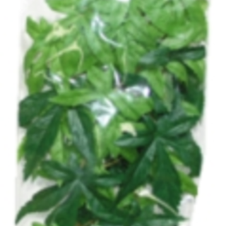 Exo Terra Silk Abutilon