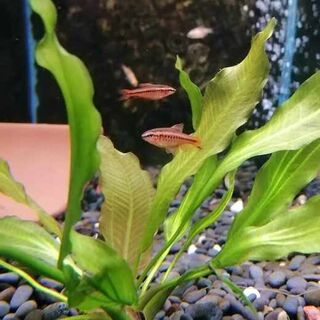 Cherry Barbs Males