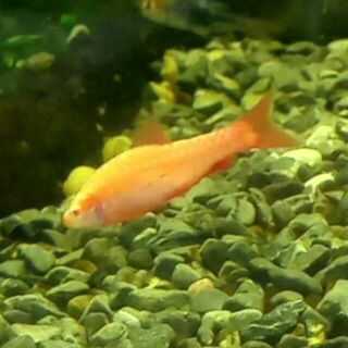 Albino Cherry Barb