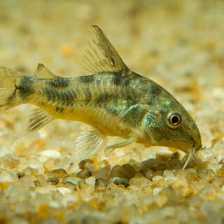 Peppered Cory