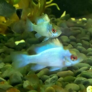 Electric Blue Ram