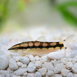 Dwarf Chain Loach