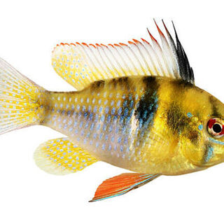 German Blue Ram